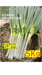 ねぎの産地京都山城直送　一本ねぎ（根、土なし）