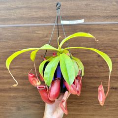 ⑥ ウツボカズラ ネペンテス レディラック 食虫植物 5号 ハンギング 吊り鉢