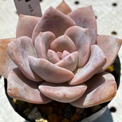 ミッシングユー　多肉植物　エケベリア　韓国苗