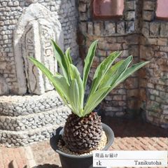 鉄甲丸 特大 TK124 ユーフォルビア 7.5ｃｍポット おすすめ販売 写真の子をお届け 特定販売