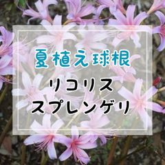【夏植え球根】 リコリス・スプレンゲリ　2球入