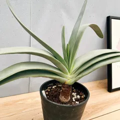 多肉植物：アロエ プリカティリス ダブルヘッド*幅58cm 現品