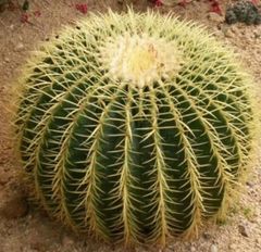 ユーフォルビア　ギラウミニアナ　現地球　発根活着　極美大株　鉢付き ユーフォルビア ギラウミニアナ 現地球 発根活着 極美大株 鉢