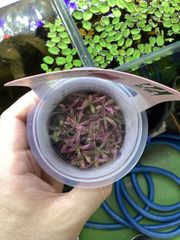 Hydrophilia Iancea Araguaia sp. Chai　組織培養 ハイグロspチャイ