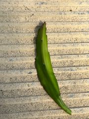 ドラゴンフルーツ　ダークスター　‘Dark Star' Selenicereus guatemalensis X undatus 熱帯果樹　温帯果樹　南国フルーツ