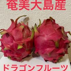 奄美大島産　　レッドドラゴンフルーツ
