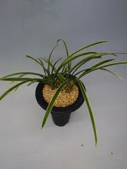 2025年最新】オブレゴニアの人気アイテム - メルカリ