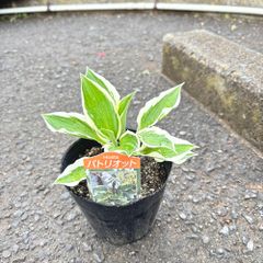 ホスタパトリオット4号ポットギボウシ日陰植物