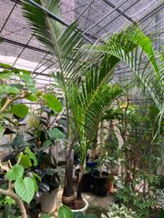 ソテツ（蘇鉄）Cycas revoluta【優良株】※メルカリ便発送 - メルカリ