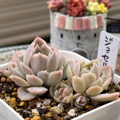 多肉植物 ☘️ ジョセリン いっぱい 抜き苗