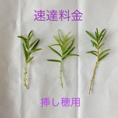 挿し穂用　速達料金