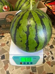 熊本産スイカ  1個(1個あたり4.5～5kg前後)