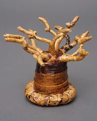 2025年最新】バオバブの木の人気アイテム - メルカリ