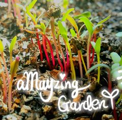 ブロットピーマンの種(自然栽培) - メルカリ