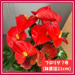 フロリダ アンスリウム 7号 オレンジ 熟成紅うちわ 2株 高さ約70cm アンスリューム アンシカル