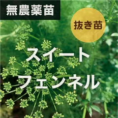 2024年最新】フェンネル 苗の人気アイテム - メルカリ