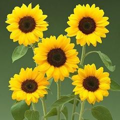 【花の種】４０粒　ヒマワリ　サマーサンリッチオレンジ４５α　ビタミンカラー 　向日葵