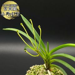 洋蘭 原種 デンドロビューム Den. munificum 稀少開花株 - メルカリ