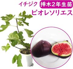イチジク苗木　Sarga Orias 　サルガオリアス挿し木苗 イチジク苗木 Sarga Orias サルガオリアス挿し木苗 イチジク苗木
