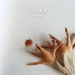 2025年最新】ginka ビカクシダの人気アイテム - メルカリ