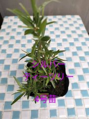 シルバーティーツリー　4号苗    12cm苗　金子香草園　ハーブ　ガーデニング　寄せ植え　ティーツリー　庭木　常緑樹