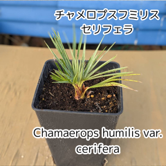 【鉢ごと発送】　チャメロプス　フミリス　セリフェラ　Chamaerops humilis var.cerifera　2025-4-21-chc1
