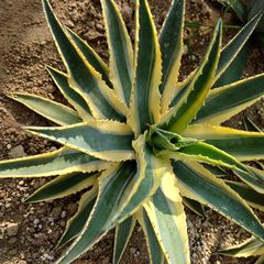 アガベ　アメリカーナ　コルネリウス  大株 直径45㎝　AGAVE　貴重