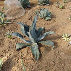 アガベ　アメリカーナ　ファンキートゥース　40㎝　AGAVE