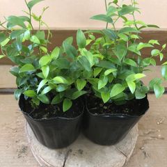 観葉植物　アスパラガス スマイラックス　2ポットset
