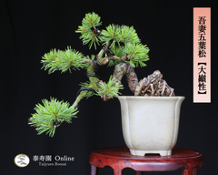 吾妻五葉松【大巓性】ダイテンショウ 実生 根上り 小品盆栽【泰寿園 Online】現品 一点物 松 盆栽 松柏 室内 鑑賞 趣味 卓上盆栽 盆栽鉢 グリーン 和 ギフト プレゼント 贈答品 ミニ盆栽 誕生日 母の日 父の日 敬老の日 記念日 お祝い 初心者 3