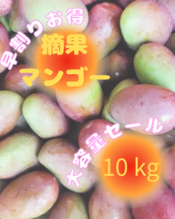 【大きめサイズ】沖縄県産　摘果マンゴー　10kg 送料無料　大容量セール　　グリーンマンゴー