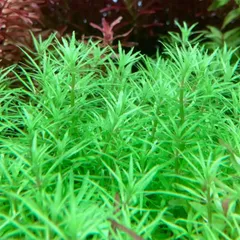 ベトナムゴマノハグサ（水中葉）10本+おまけ2本