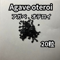 【種】20粒　Agave oteroi　アガベ　オテロイ
