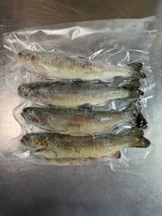 更紗にじます　24尾　龍之介様専用