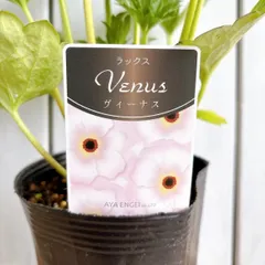 2025年最新】ラナンキュラスラックス球根の人気アイテム - メルカリ