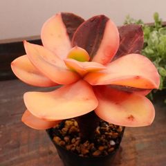 MA118	プリマドンナ錦	【イータニク】多肉植物　韓国苗　第四種郵便発送