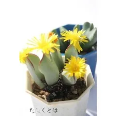 ヒリー 1頭 コノフィツム 2寸ポット 大型 足袋型 昼咲き種 黄花 メセン科 根付苗 アフリカ原産 多肉植物 多肉永遠