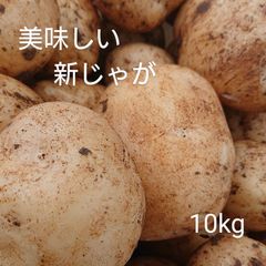 新じゃが 約10kg
