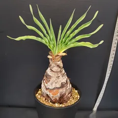 2025年最新】ブーファン 実生の人気アイテム - メルカリ