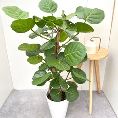 2025年最新】シーグレープの人気アイテム - メルカリ