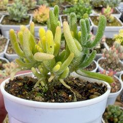 新入荷　多肉植物　超キラキラ　ドロサンテマム　蛍光兎　陰陽錦　小苗　抜き苗　1株