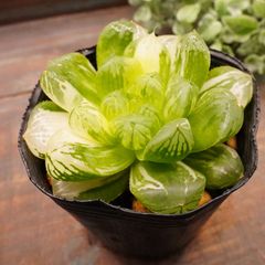 40%OFF　MA030	オブツーサ錦	【イータニク】多肉植物　韓国苗　第四種郵便発送