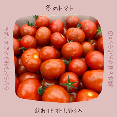 トマトらしさ濃厚♡ 訳ありフルーツミニトマト 1.7kg入り 【愛知県産】