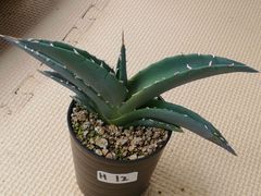 アガベホリダ抜き苗1株(鉢などは付きません)プランツタグつきH12