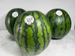 【予約商品】たま青果　厳選スイカ　1玉　 6月頃発送