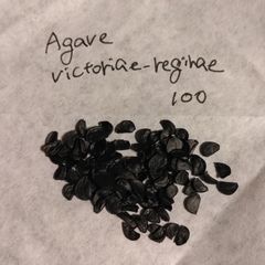 【種子100粒】アガベ・ビクトリアエレギナエ Agave victoriae-reginae