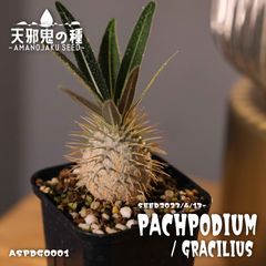 ゆ*い様 パキポディウム　グラキリス　実生株　鉢のままメルカリ便発送 パキポディウムグラキリス 実生 鉢ごと発送 - メルカリ