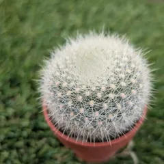 サボテン 雪晃♡抜き苗(^○^) 2025年最新】雪晃 サボテンの人気アイテム - メルカリ