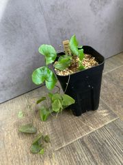 亀甲竜　塊根植物　塊根植物　コーデックス　プレステラ 90ロング