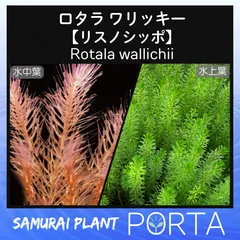 水草　ロタラワリッキー　リスノシッポ　10本　水上葉のサムネイル